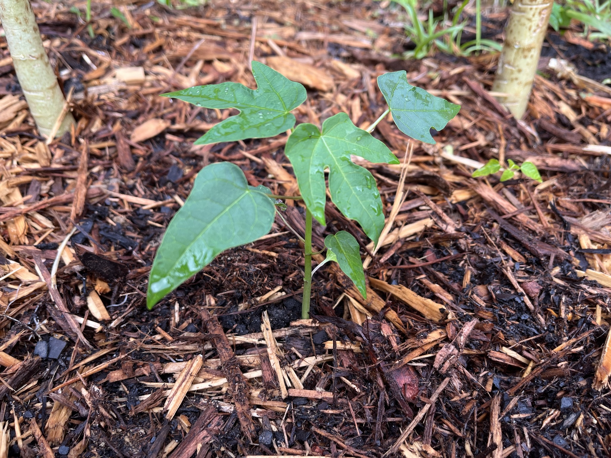 Growing Papayas From Seeds Crafts to Crumbs